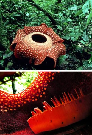 Rafflesia Arnoldii Dünyanın En Büyük Çiçeği